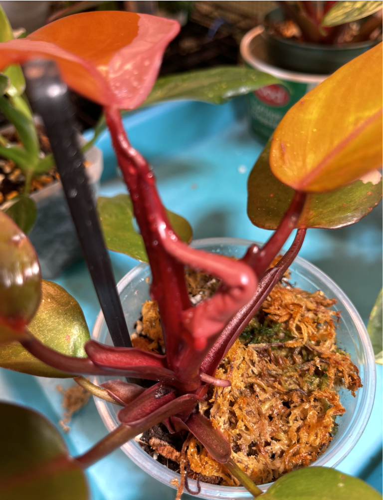 persimmon princess philodendron